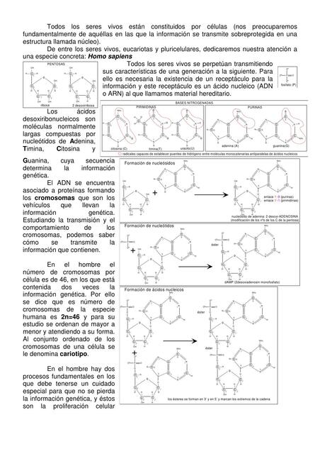 Apuntes de Odontología 