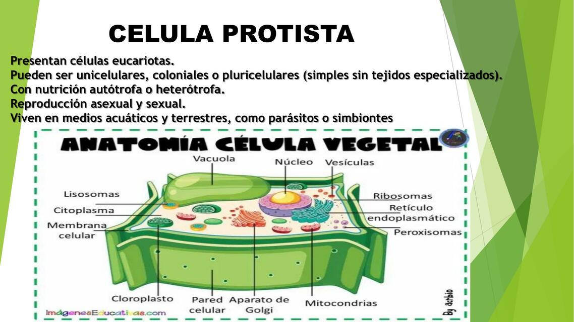 Célula Protista 