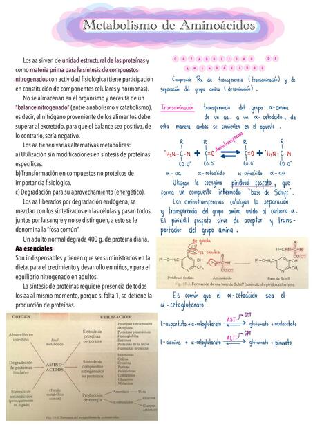 Metabolismo Aminoácidos, (ciclo de la urea, aminación, transaminación)