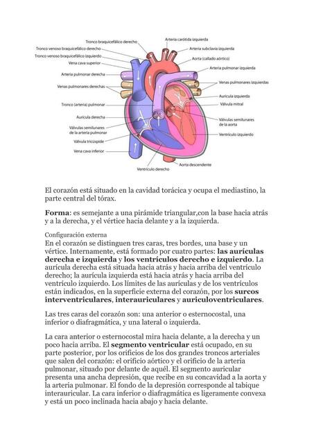 Disección del Corazón