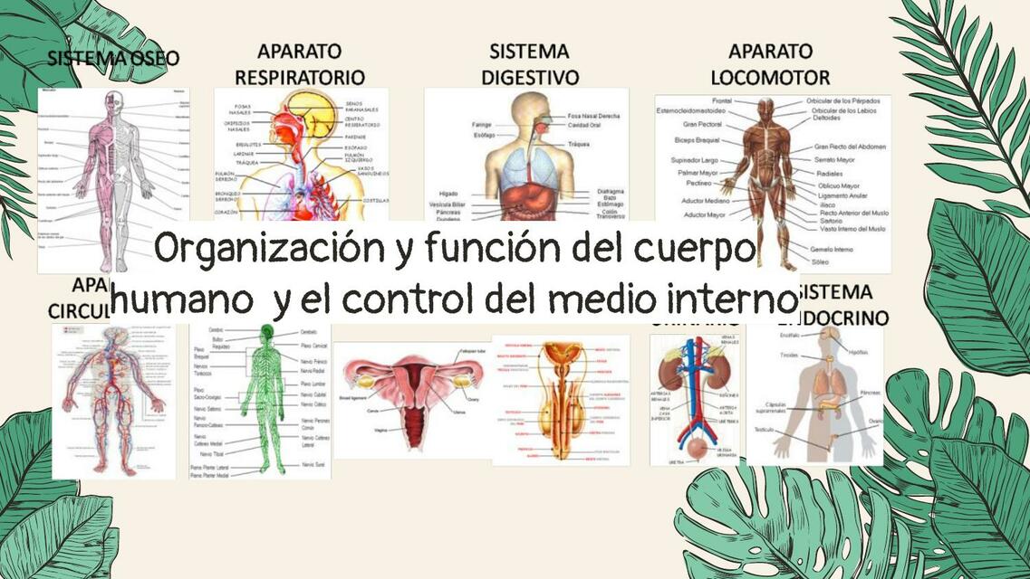 Organización y Función del Cuerpo Humano y el Control del Medio Interno 