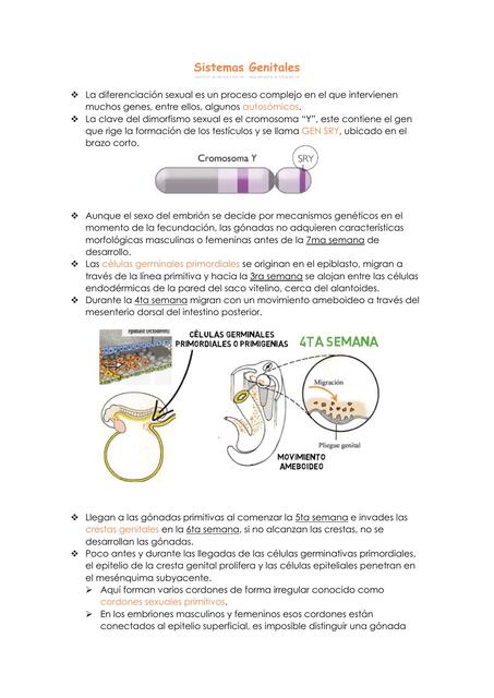 Sistema Genitales  