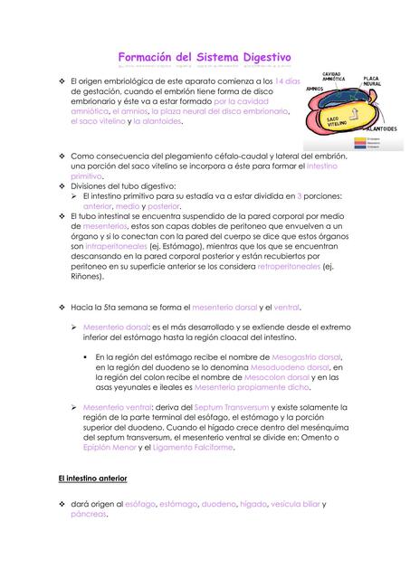 Formación del Sistema Digestivo 