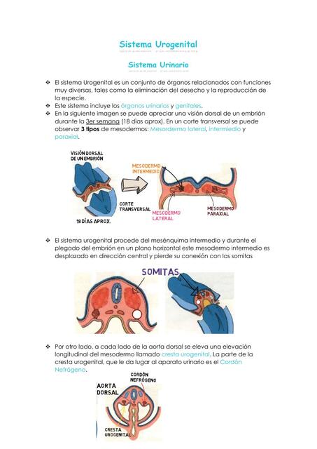 Sistema Urogenital 