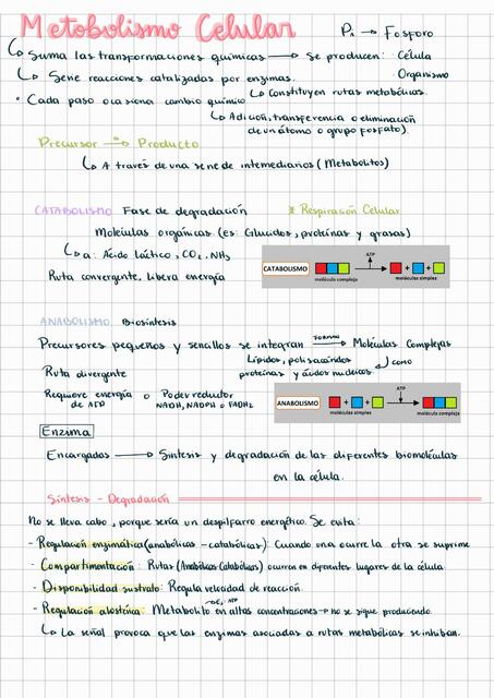 Metabolismo Celular