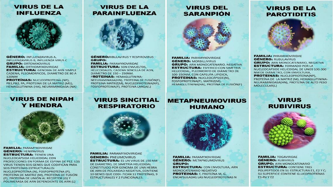 FLASCARDS MOCROBIOLOGÍA 1