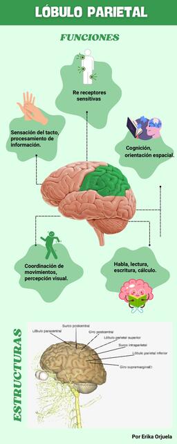 Lóbulo parietal