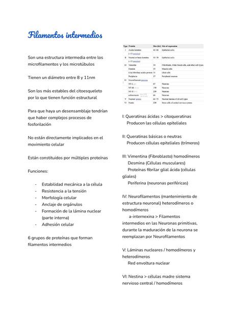 Filamentos intermedios Tats uDocz