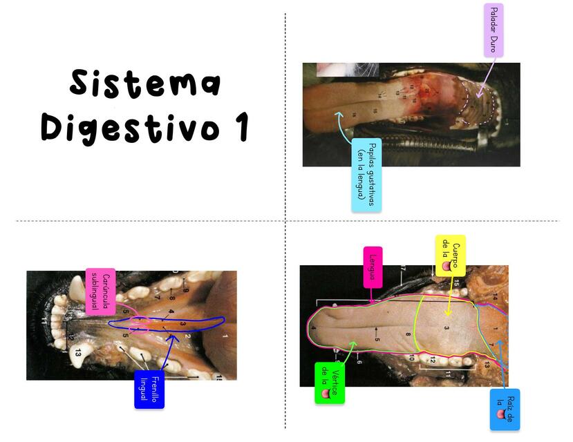 Flashcards sistema digestivo veterinaria