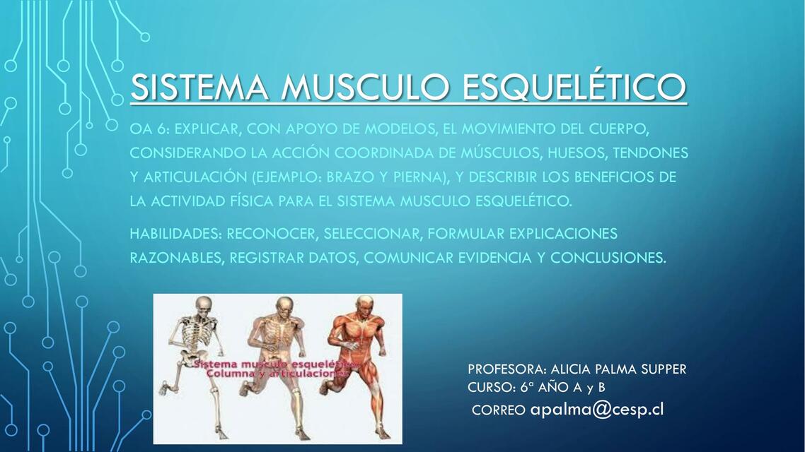 Sistema musculo esquelético 