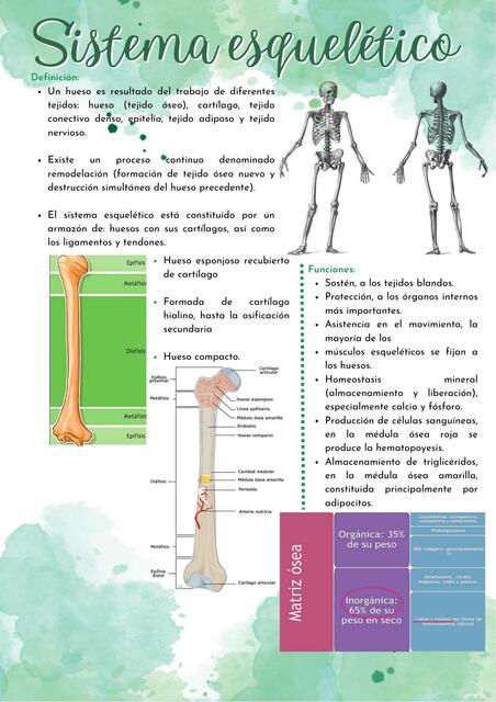 Sistema esquelético