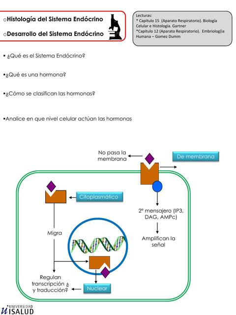 15 Sistema Endócrino