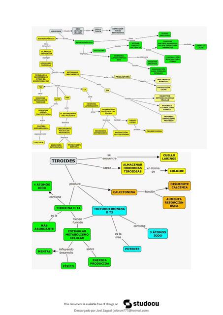 Sistema endocrino 