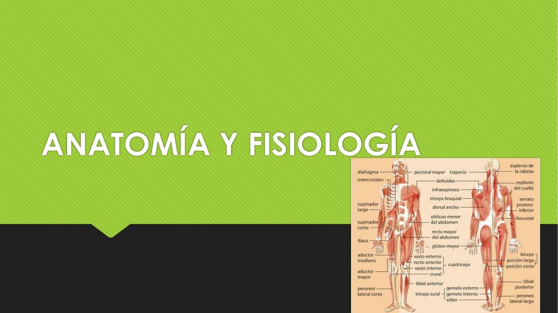 Anatomía y fisiología 