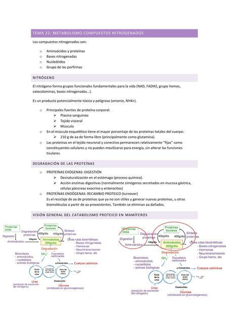 Metabolismo compuestos nitrogenados 