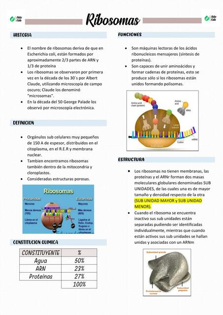 RIBOSOMAS Y SINTESIS DE PROTEINAS