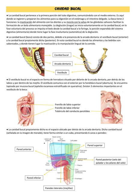 1 CAVIDAD BUCAL