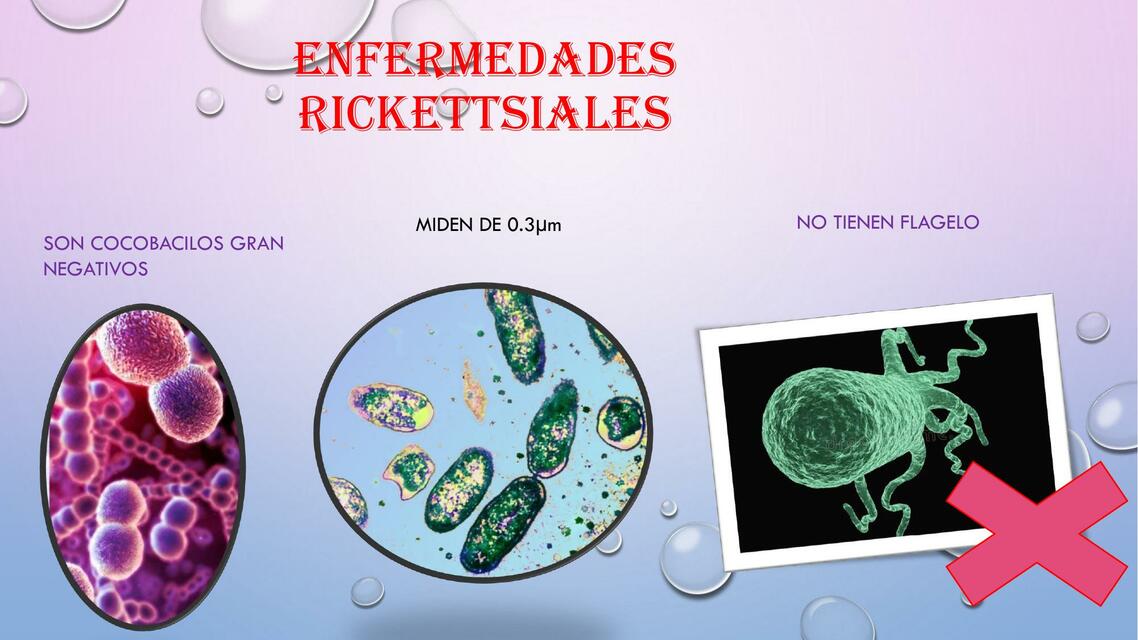 ENFERMEDADES  RICKETTSIALES