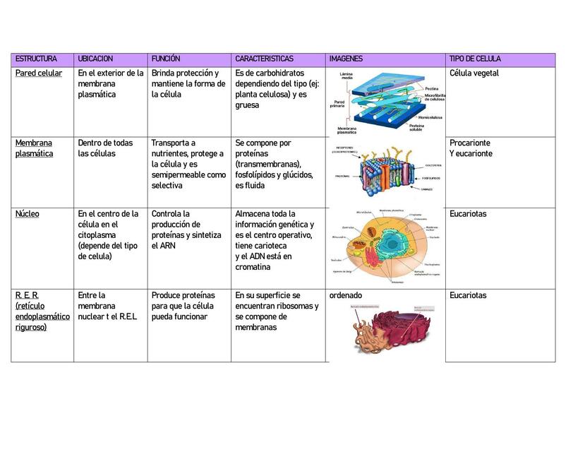 Estructuras celulares