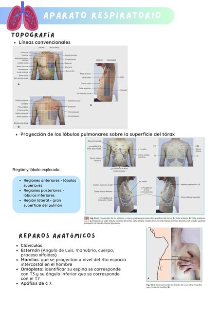 Aparato respiratorio y su exploración