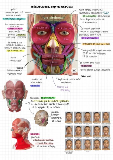 Músculos faciales