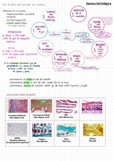Técnica histológica