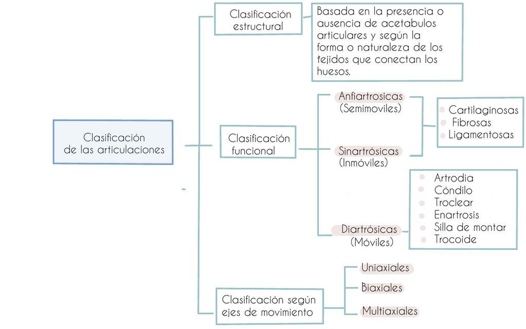 Articulaciones