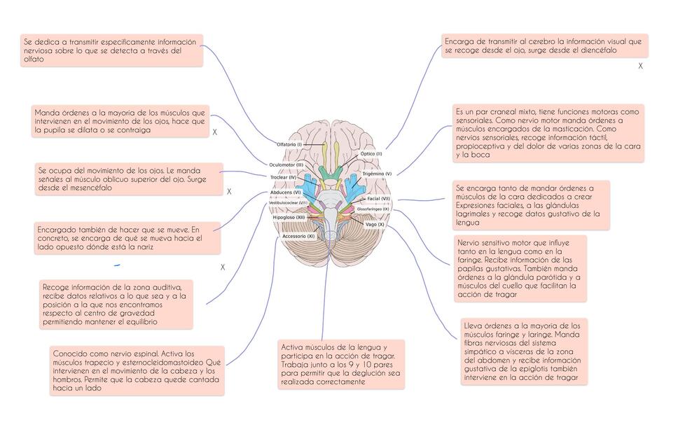 Funciones de los Pares Cranéales