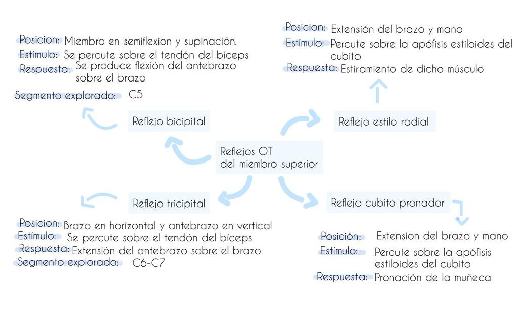 Reflejos Osteotendinosos