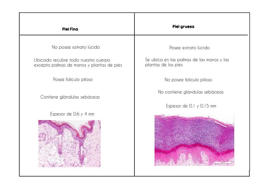 Piel fina y gruesa 