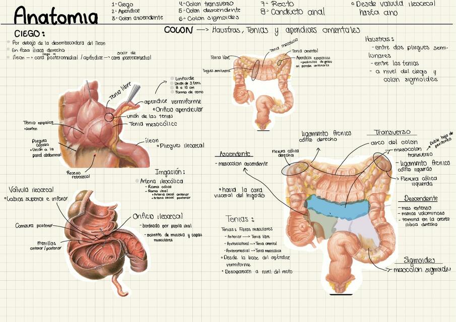 Anatomía