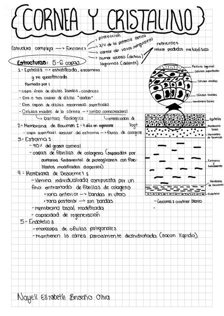 Córnea cristalino y segmento anterior