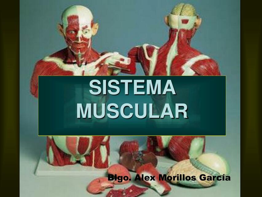 SISTEMA MUSCULAR 3ero