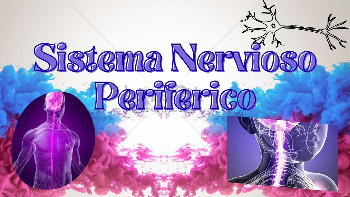 SISTEMA NERVIOSO PERIFERICO