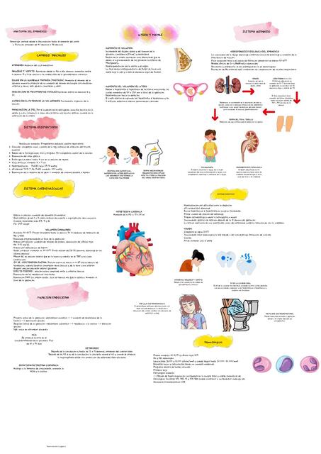 Anatomía del Embarazo 