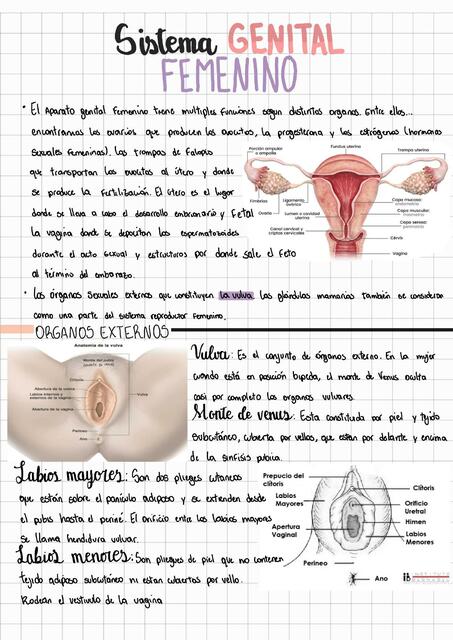 Sistema genital femenino