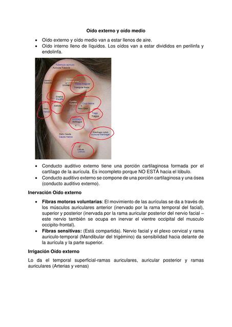 Oído externooído medio y oído interno