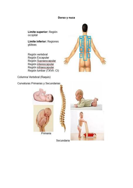 Dorso y Cuello