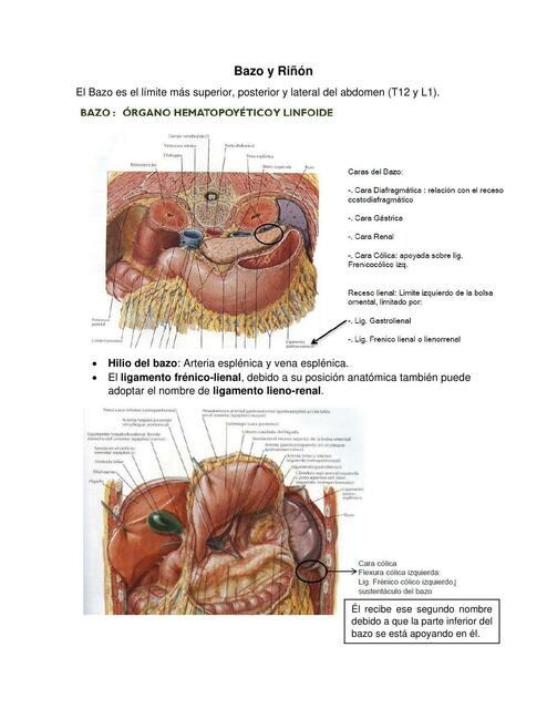 Bazo y Riñón