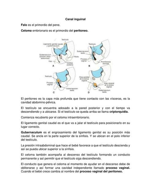 Canal inguinal