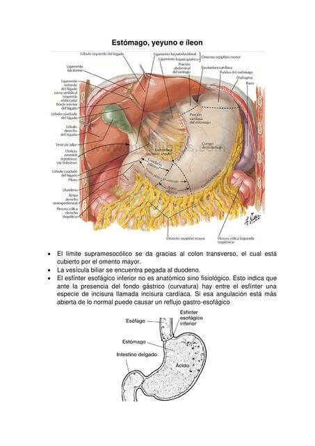 Estómago yeyuno e ileon