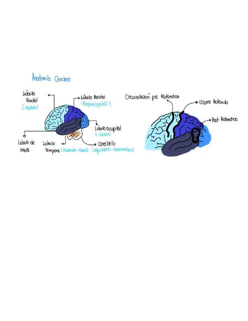 Anatomía Cerebro