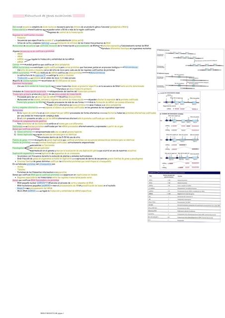 Estructura de genes eucariontes