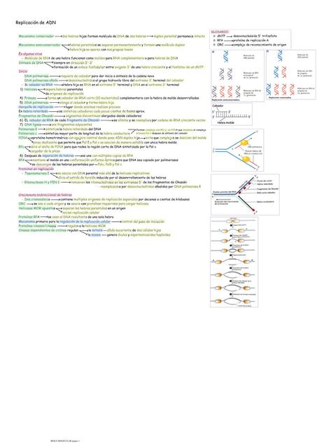 Replicación de ADN- Biología celular y molecular de Lodish