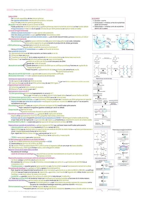 Reparación y recombinación del DNA- Biología celular y molecular de Lodish