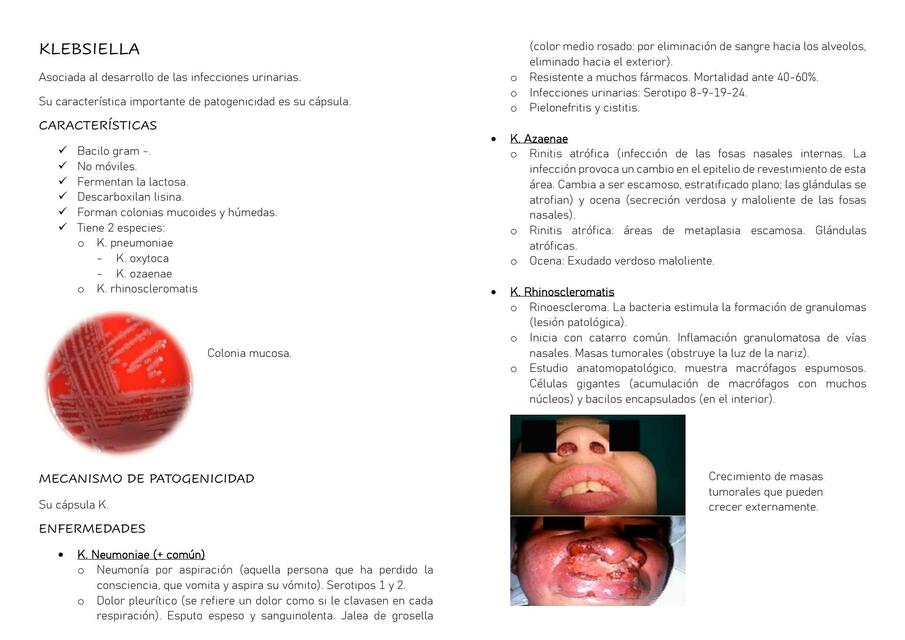 Klebsiella