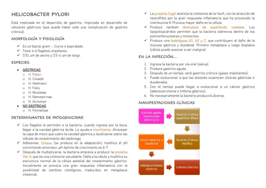 Helicobacter