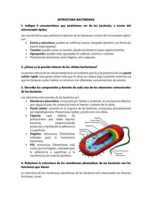 Estructura bacteriana