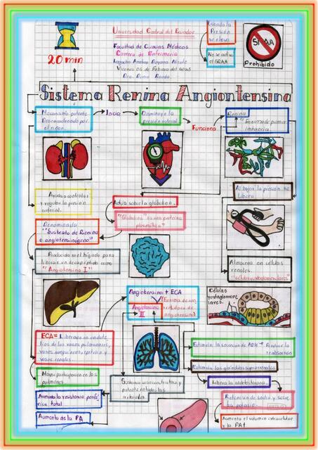 Sistema renina angiotensina