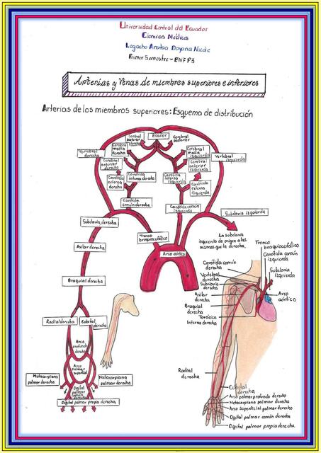 Venas y arterias